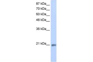 Western Blotting (WB) image for anti-MIF4G Domain Containing (MIF4GD) antibody (ABIN2462289) (MIF4GD anticorps)