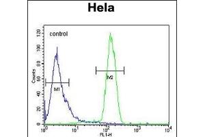 TME Antibody (C-term) (ABIN653703 and ABIN2843020) flow cytometric analysis of Hela cells (right histogram) compared to a negative control cell (left histogram). (STING/TMEM173 anticorps  (C-Term))