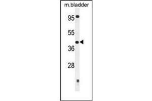 Western blot analysis of SLFNL1 Antibody (N-term) in Mouse bladder tissue lysates (35ug/lane). (Schlafen-Like 1 anticorps  (N-Term))
