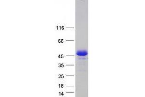 Validation with Western Blot