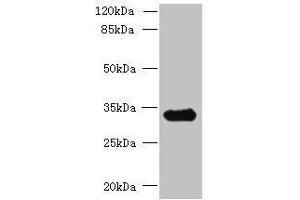 Western blot All lanes: CCDC106 antibody at 4 μg/mL + Mouse brain tissue Secondary Goat polyclonal to rabbit IgG at 1/10000 dilution Predicted band size: 33 kDa Observed band size: 33 kDa