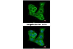 ICC/IF Image Immunofluorescence analysis of paraformaldehyde-fixed A549, using DUSP7 , antibody at 1:200 dilution.