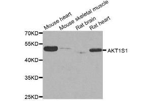 Western Blotting (WB) image for anti-AKT1 Substrate 1 (Proline-Rich) (AKT1S1) antibody (ABIN1882365) (PRAS40 anticorps)