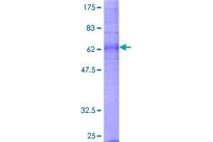 Image no. 1 for Lysophosphatidic Acid Receptor 1 (LPAR1) (AA 1-364) protein (GST tag) (ABIN7595958)