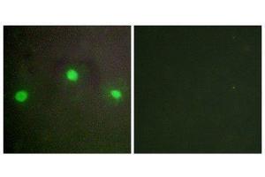 Immunofluorescence (IF) image for anti-helicase 2, X-linked (ATRX) (N-Term) antibody (ABIN1849379) (ATRX anticorps  (N-Term))
