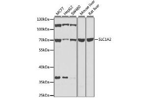 Western blot analysis of extracts of various cell lines, using SLC1A2 antibody (ABIN2736671) at 1:1000 dilution. (SLC1A2 anticorps)