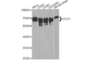 Western blot analysis of extracts of various cell lines, using STIP1 antibody. (STIP1 anticorps)