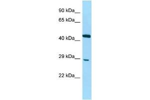 Host: Rabbit Target Name: DNAJC8 Sample Type: Jurkat Whole Cell lysates Antibody Dilution: 1.