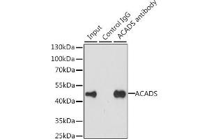 Immunoprecipitation analysis of 200 μg extracts of MCF-7 cells, using 3 μg ACADS antibody (ABIN6129346, ABIN6136401, ABIN6136402 and ABIN6223064). (ACADS anticorps  (AA 1-260))