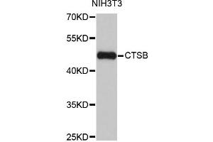 Western blot analysis of extracts of NIH/3T3 cells, using CTSB antibody (ABIN1872095) at 1:1000 dilution. (Cathepsin B anticorps)
