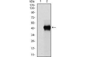 Western blot analysis using SERPINE1 mAb against HEK293 (1) and SERPINE1 (AA: 194-316)-hIgGFc transfected HEK293 (2) cell lysate.