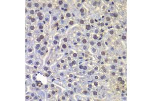 Immunohistochemistry of paraffin-embedded mouse liver using FUBP3 antibody. (FUBP3 anticorps  (AA 65-260))