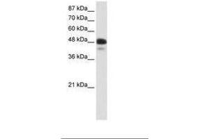 Image no. 1 for anti-Neurogenic Differentiation 2 (NEUROD2) (AA 71-120) antibody (ABIN202393) (NEUROD2 anticorps  (AA 71-120))