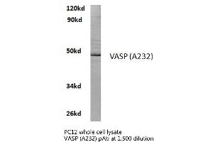 Western blot (WB) analyzes of VASP antibody in extracts from PC12 cells. (VASP anticorps)