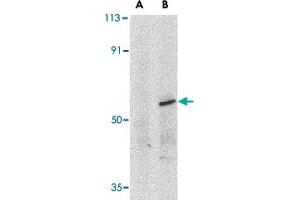 Western blot analysis of IRF8 in human thymus tissue lysate with IRF8 polyclonal antibody at 1 ug/mL in (A) the presence and (B) absence of blocking peptide. (IRF8 anticorps  (C-Term))