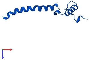 AlphaFold protein structure predicition of Mouse Recombinant Ndufa1 Protein, UniprotID O35683