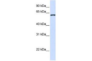 WDR40A antibody used at 1 ug/ml to detect target protein.