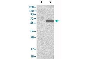 Western Blot analysis of Lane 1: negative control (vector only transfected HEK293T cell lysate) and Lane 2: over-expression lysate (co-expressed with a C-terminal myc-DDK tag in mammalian HEK293T cells) with RARB polyclonal antibody . (Retinoic Acid Receptor beta anticorps)