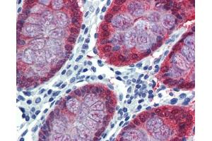 Anti-HOXC8 antibody IHC staining of human colon.