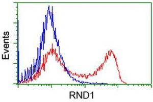 HEK293T cells transfected with either RC205535 overexpress plasmid (Red) or empty vector control plasmid (Blue) were immunostained by anti-RND1 antibody (ABIN2453601), and then analyzed by flow cytometry. (RND1 anticorps)