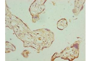 Immunohistochemistry of paraffin-embedded human placenta tissue using ABIN7162823 at dilution of 1:100