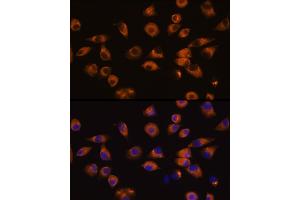 Immunofluorescence analysis of L929 cells using EPH Rabbit pAb (ABIN7266971) at dilution of 1:100 (40x lens).