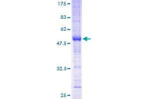 Image no. 1 for Membrane-Spanning 4-Domains, Subfamily A, Member 12 (MS4A12) (AA 1-267) protein (GST tag) (ABIN1311403)