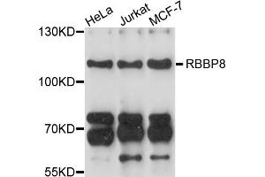 Western blot analysis of extracts of various cell lines, using RBBP8 antibody (ABIN4904964) at 1:1000 dilution. (Retinoblastoma Binding Protein 8 anticorps)