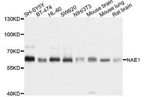 Western blot analysis of extracts of various cell lines, using NAE1 antibody. (NAE1 anticorps  (AA 1-220))