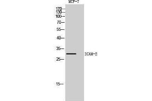 Western Blotting (WB) image for anti-Intercellular Adhesion Molecule 2 (ICAM2) (Internal Region) antibody (ABIN3181442) (ICAM2 anticorps  (Internal Region))