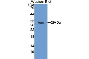 Western Blotting (WB) image for anti-Insulin-Like Growth Factor Binding Protein 5 (IGFBP5) (AA 25-271) antibody (ABIN3205006) (IGFBP5 anticorps  (AA 25-271))