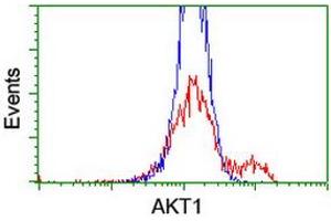 Image no. 3 for anti-V-Akt Murine Thymoma Viral Oncogene Homolog 1 (AKT1) antibody (ABIN1496558) (AKT1 anticorps)