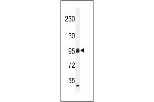 CCD Antibody (C-term) (ABIN655703 and ABIN2845154) western blot analysis in mouse heart tissue lysates (35 μg/lane). (CCDC110 anticorps  (C-Term))