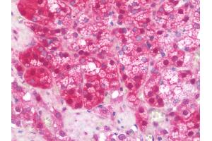 Anti-SERPINA10 / PZI antibody IHC staining of human adrenal.