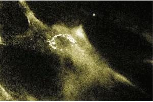 Immunofluorescence staining of human fibroblasts.