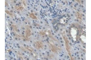 Detection of EPO in Human Kidney Tissue using Monoclonal Antibody to Erythropoietin (EPO)