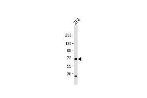 Anti-rab11fip4a Antibody (Center) at 1:1000 dilution + ZF4 whole cell lysate Lysates/proteins at 20 μg per lane. (RAB11FIP4 anticorps  (AA 183-216))