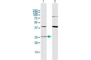 Western Blot analysis of YWHAG expression in transfected 293T cell line by YWHAG MaxPab polyclonal antibody. (14-3-3 gamma anticorps  (AA 1-247))