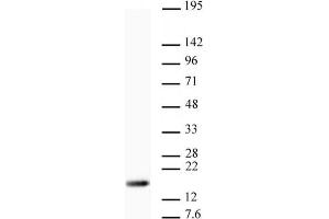 Western blot of Histone H3 trimethyl Lys9 antibody. (Histone 3 anticorps  (H3K9me3))