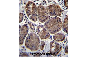 CLEC7A Antibody (N-term) (ABIN657292 and ABIN2846377) immunohistochemistry analysis in formalin fixed and paraffin embedded human stomach tissue followed by peroxidase conjugation of the secondary antibody and DAB staining.
