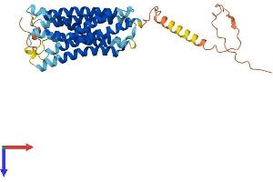 AlphaFold protein structure predicition of Human Recombinant GPRC5D Protein, UniprotID Q9NZD1