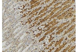 ABIN6277623 at 1/100 staining Human gastric tissue by IHC-P. (CTSA anticorps  (C-Term))