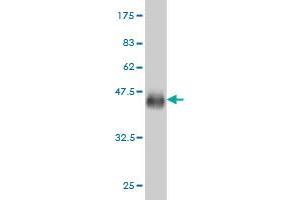 Western Blot detection against Immunogen (36.