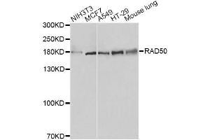 Western blot analysis of extracts of various cell lines, using RAD50 antibody. (RAD50 anticorps)