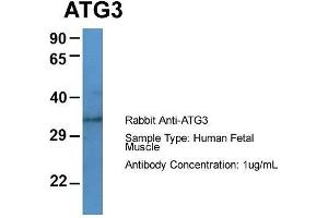Host: Rabbit  Target Name: ATG3  Sample Tissue: Human Fetal Muscle  Antibody Dilution: 1.