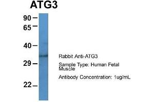 Host: Rabbit  Target Name: ATG3  Sample Tissue: Human Fetal Muscle  Antibody Dilution: 1. (ATG3 anticorps  (Middle Region))