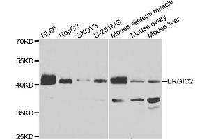 Western blot analysis of extracts of various cell lines, using ERGIC2 antibody. (ERGIC2 anticorps)