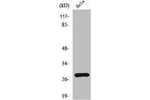 Western Blot analysis of HeLa cells using HES-6 Polyclonal Antibody (HES6 anticorps  (N-Term))