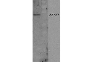Western blot analysis of Human HeLa cell lysates showing detection of CDC37 protein using Rabbit Anti-CDC37 Polyclonal Antibody . (CDC37 anticorps  (Atto 390))