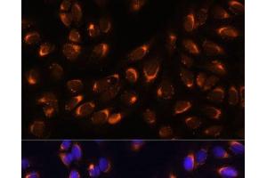 Immunofluorescence analysis of U-2 OS cells using NUCB1 Polyclonal Antibody at dilution of 1:100 (40x lens). (Nucleobindin 1 anticorps)
